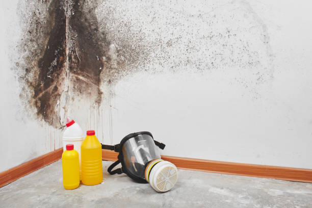 Best Office Mold Removal Services  in Newhall, IA