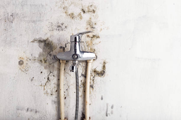 Best Local Mold Removal Service  in Newhall, IA