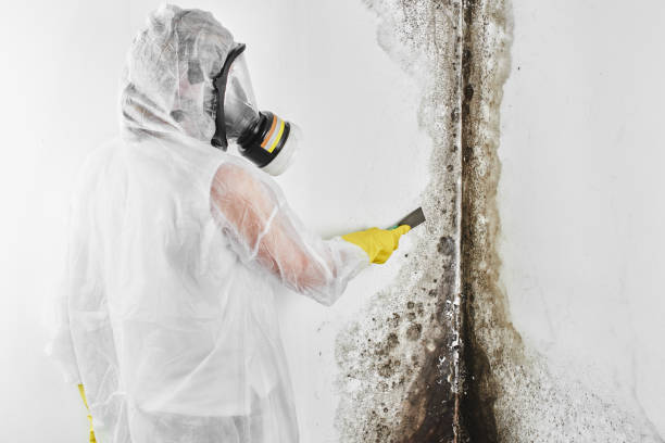 Attic Mold Removal in Newhall, IA