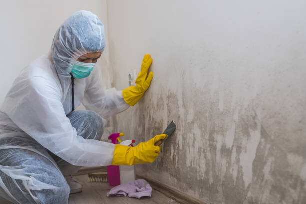 Best Affordable Mold Removal  in Newhall, IA