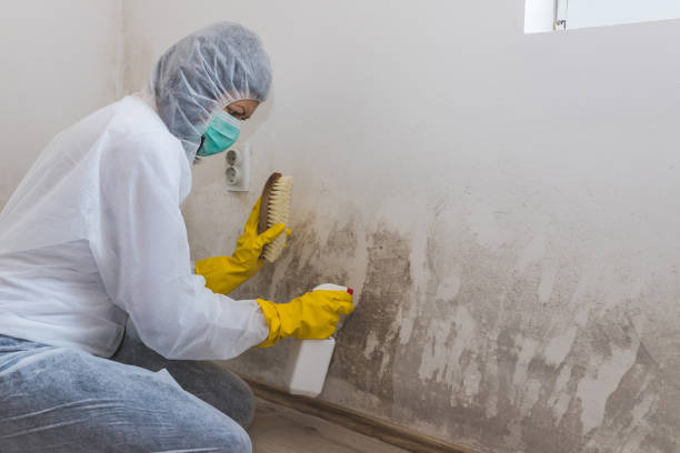 Best Mold Inspection  in Newhall, IA