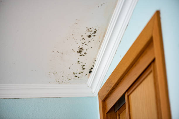 Best Fast Mold Removal  in Newhall, IA