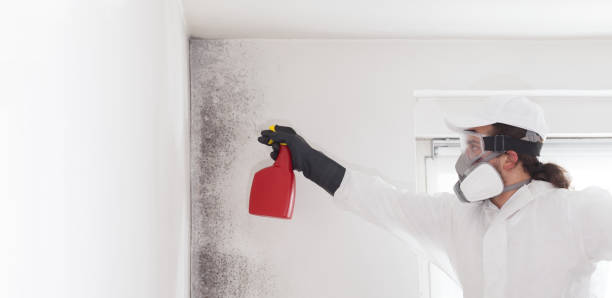 Best Certified Mold Removal  in Newhall, IA