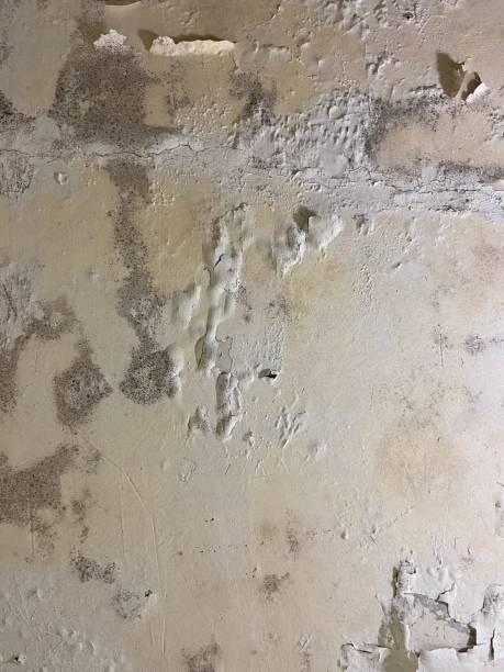 Best Best Mold Removal Companies  in Newhall, IA