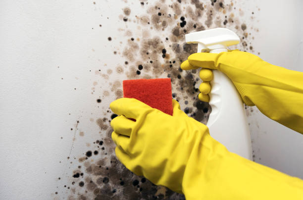 Best Attic Mold Removal  in Newhall, IA