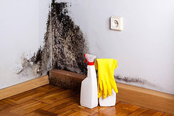 Best Mold Removal Near Me  in Newhall, IA