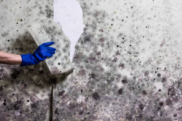 Best Water Damage Restoration  in Newhall, IA